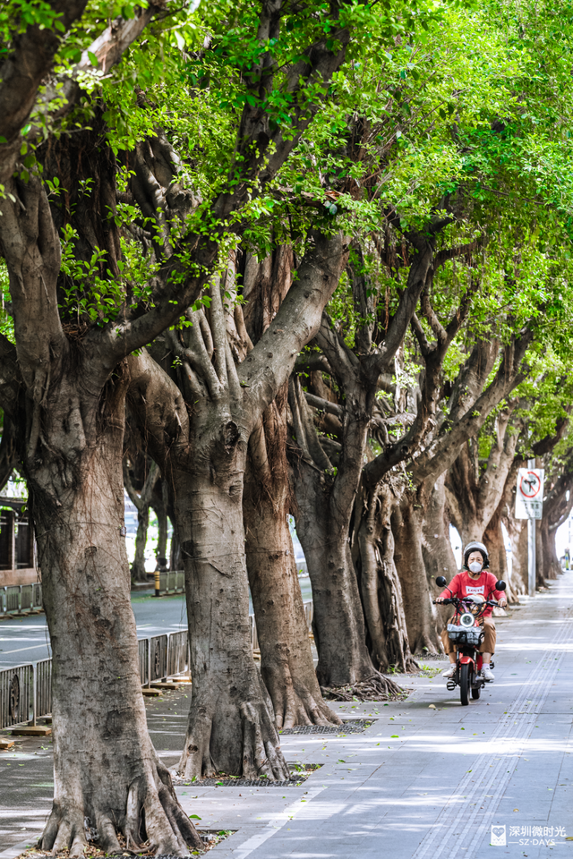 一条荔园路，多少蛇口人的前半生