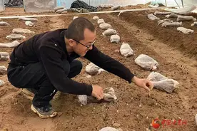 泾川：小小羊肚菌撑起乡村致富“伞”图片