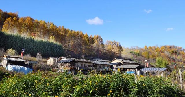 省媒看白山 | 吉林日报：秋色浸染百年村落，长白山腹地“木文化活化石”风光正好