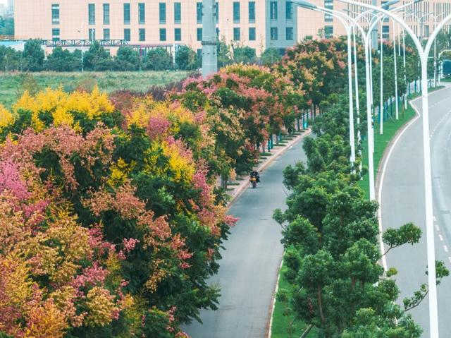 葛店这条“黄金大道”再不看就晚了！