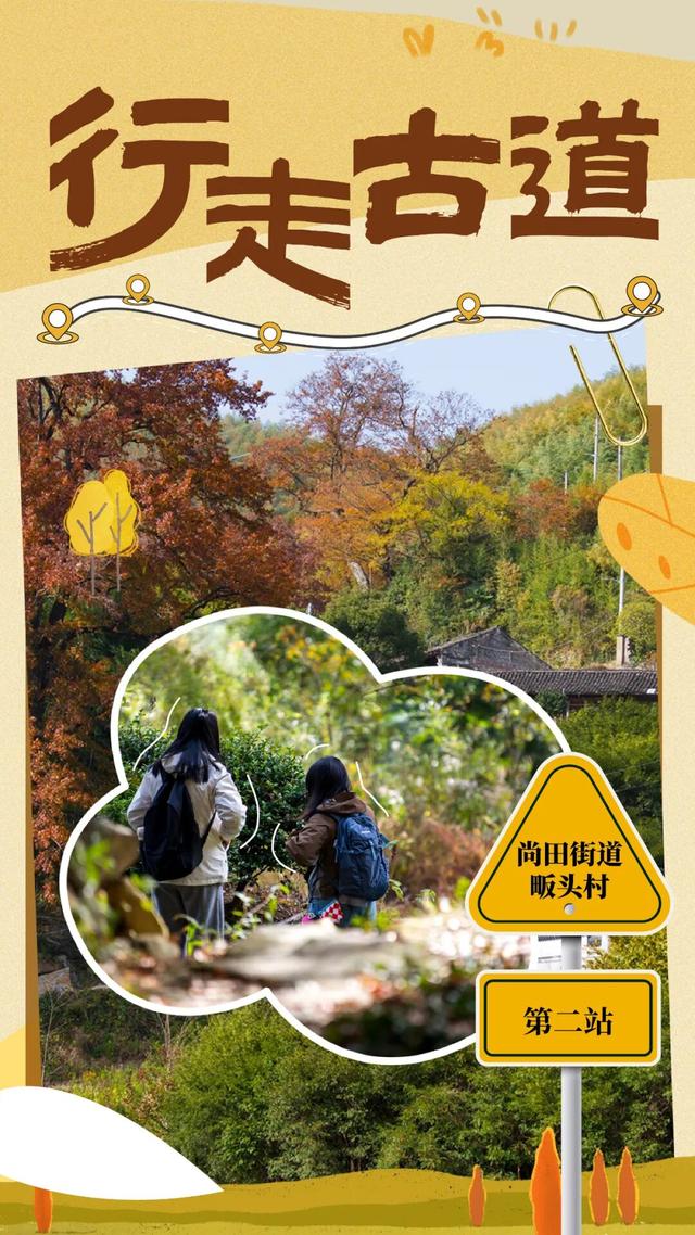 Hi走奉化② | 这条小众赏秋路线，藏有古树群“天花板”！