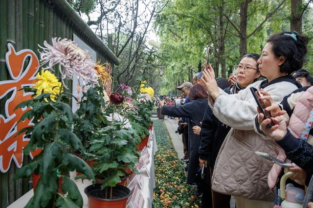 千株万朵菊花开，深秋又有春意来
