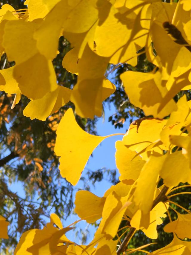 万里无云，阳光正好！周末到公园欣赏北京的秋