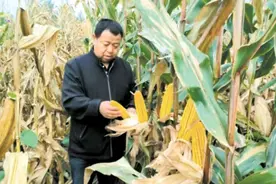 哈尔滨鲜食玉米抢出产业“鲜”机图片