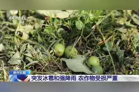 大雨+冰雹！贵州长顺万余亩农作物受损严重图片