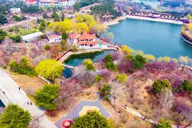 第二十四届青岛梅花节盛大开幕，活动将持续至4月22日图片