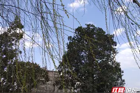 【我的大城小镇】在春风和煦的日子里，感受家乡浓浓的年味图片