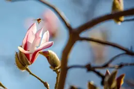 开了开了！春日赏花就从济南玉兰花开始吧图片