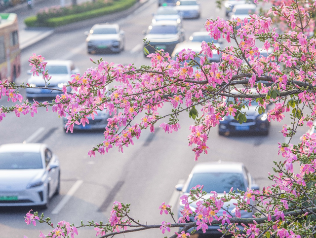 一抬头就沦陷！此刻，南宁正在疯狂涨“粉”