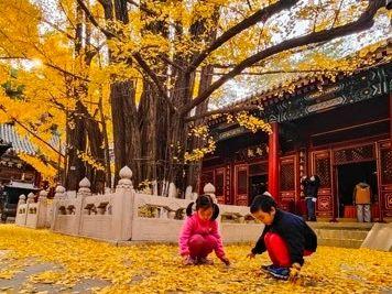 北京号最精彩 | 秋日“赶集”天花板！地坛银杏文化节明日开逛