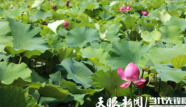 道真浣溪村凉资源变热经济｜游客说：“明年组团来避暑”