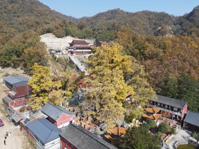 鲁山千年银杏“披金甲” 金秋盛景引客来