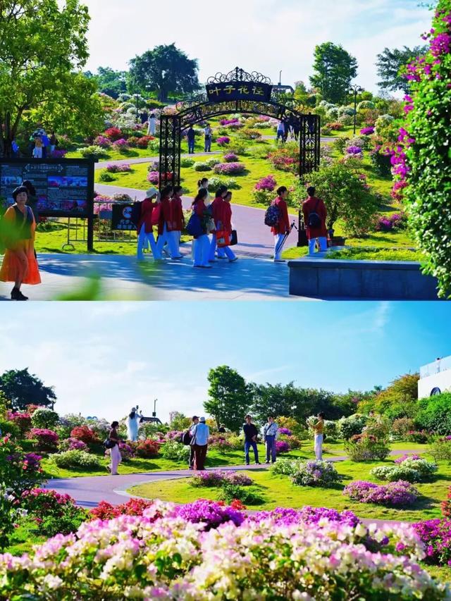 大美青秀山 | 叶子花园、丘石花园、音乐大草坪、金杉湖即将迎来冬日最佳观赏期！