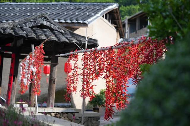 国庆去南平政和！云端晒丰收、山间享盛宴，这才是秋天该有的样子