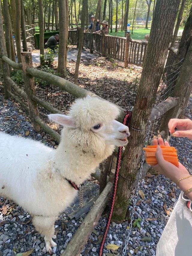 遛娃天花板！千岛湖也太会了！