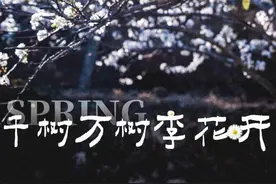 李花绽放，浪漫“春雪”图片