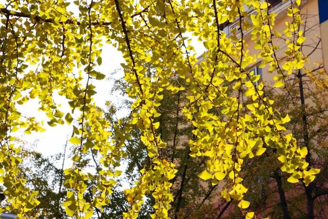 此时，闵行最美的地方就在……