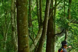 湖南山地，真正的狠角竟然不是眼镜蛇!图片