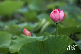 多图｜美翻了！桥头莲湖第一批荷花“上新”了图片