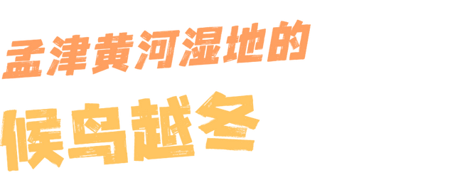 快出门！这些全是洛阳冬日限定！
