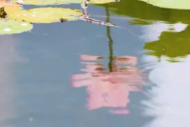 视频｜快来看看，南京玄武湖的荷花开成了这样！图片