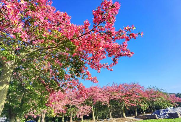 广东新晋网红地！浪漫花海、直升机飞行、地道美食…三水这个地方藏不住了