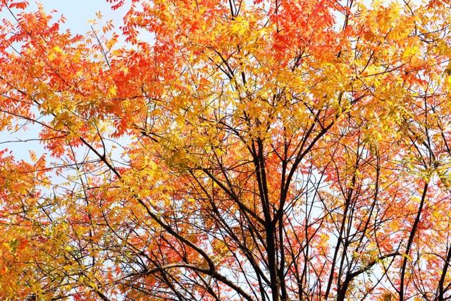 此时，闵行最美的地方就在……