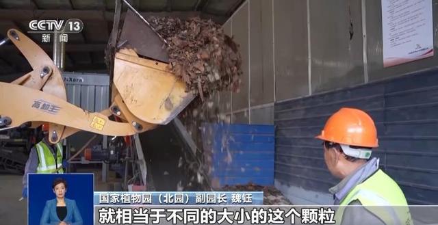 央视关注青岛：落叶“艺术变身”成公园景观和设施