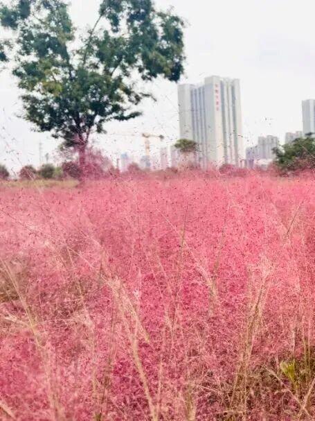 被圈“粉”！洛阳秋天的专属粉色浪漫藏在这些地方