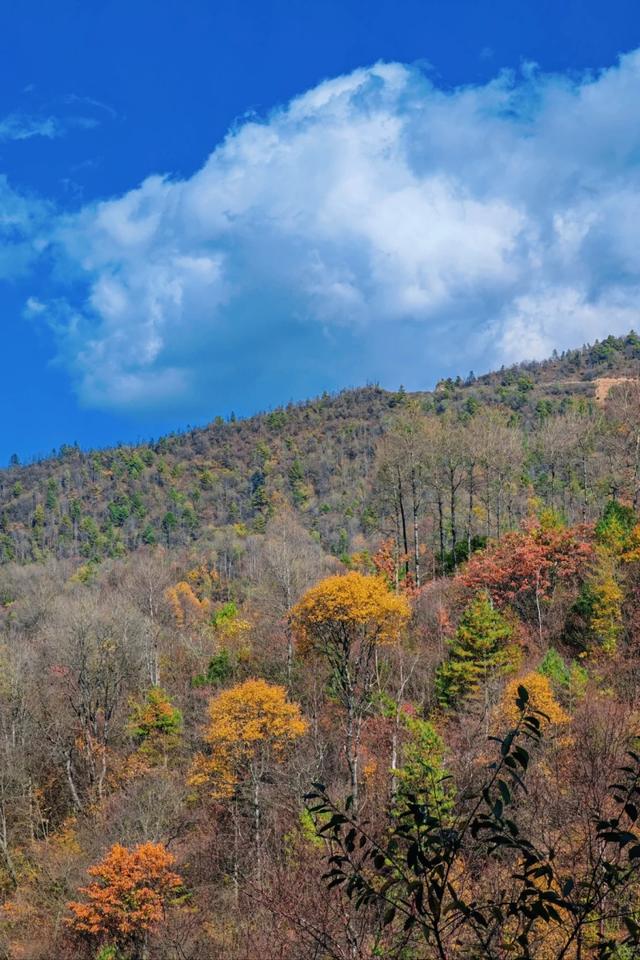 重庆秋色“天花板”火了！最快1小时飚拢！