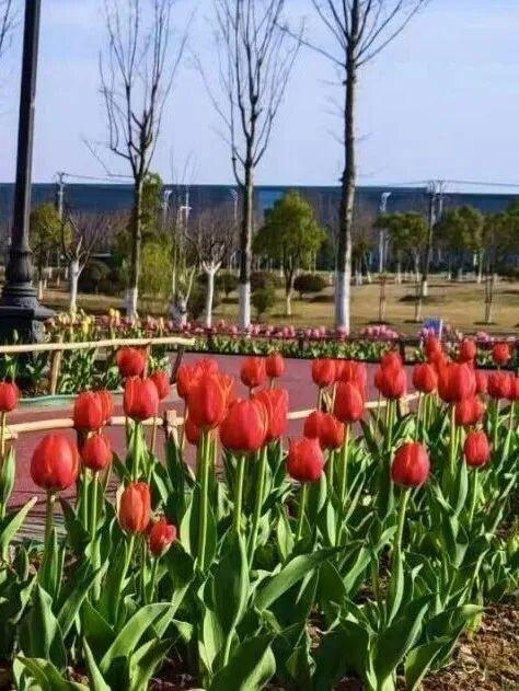 六安春季赏花地图发布！