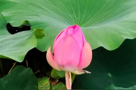 明湖荷花迎骄阳，绽放魅力添景致图片