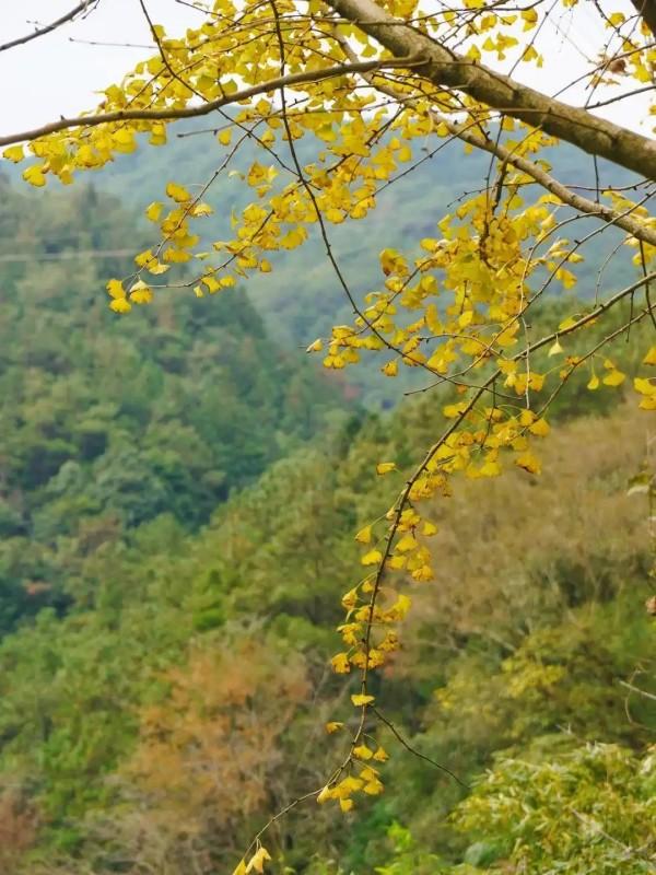 醉美秋色！福州鼓岭迎来“颜值巅峰”期！