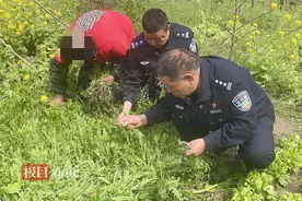 罂粟苗涮火锅味道极好？六旬老人菜园内种罂粟，民警及时铲除销毁图片