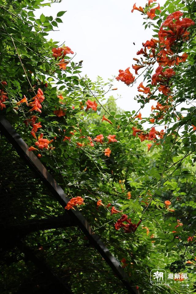 这个社区的“爱情花廊”凌霄正盛，是他种下的杭州浪漫