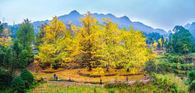 千年银杏韵，金黄满地诗，金色海洋游玩攻略来了！