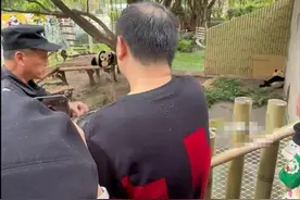 重庆动物园有游客投喂大熊猫，园方：正持续观察大熊猫的身体状况图片