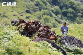 天府庆丰收 农博看粮仓丨一只羊如何成就国家现代农业产业园图片