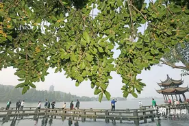 金秋十月！杭州的秋味有一半都在桂花香里图片
