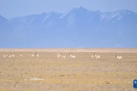 冬日阿尔金山：千山万物栖 秘境昆仑上图片