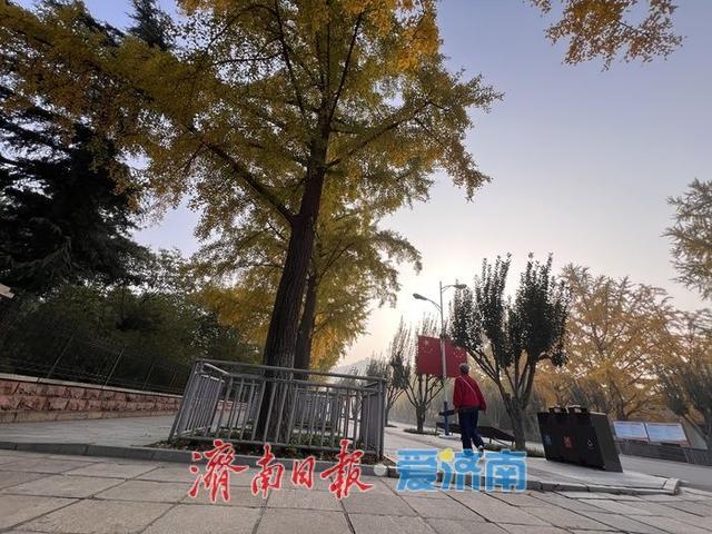 一年四季 泉在济南丨英雄山银杏大道披“金装”