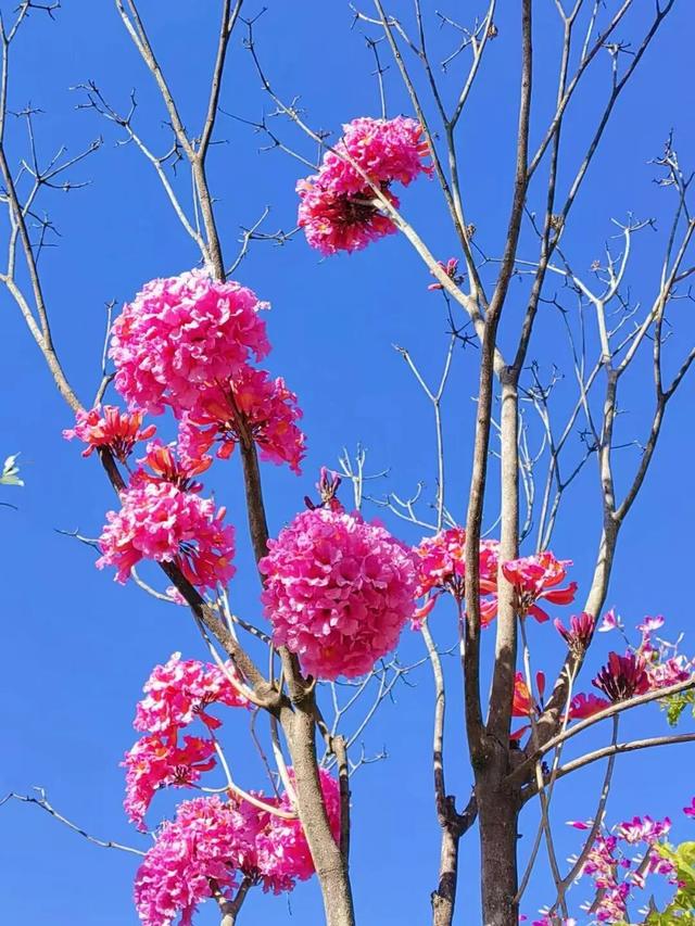 盛花期！流花湖畔迎来“冬日浪漫”！