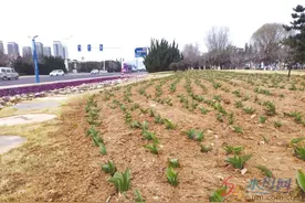 25万株郁金香破土而出 烟台春游又添赏花处图片