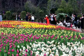 组图｜不负春光，郁金香花海等你来赏图片