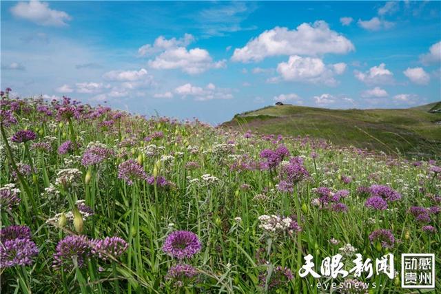贵州徒步线路推荐系列——毕节阿西里西·韭菜坪丨登贵州屋脊  赏云山花海