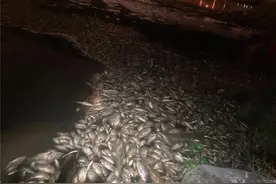 台媒：桃园环保局确认在台美商工厂盐酸管线破裂，“毒死上万条鱼”图片