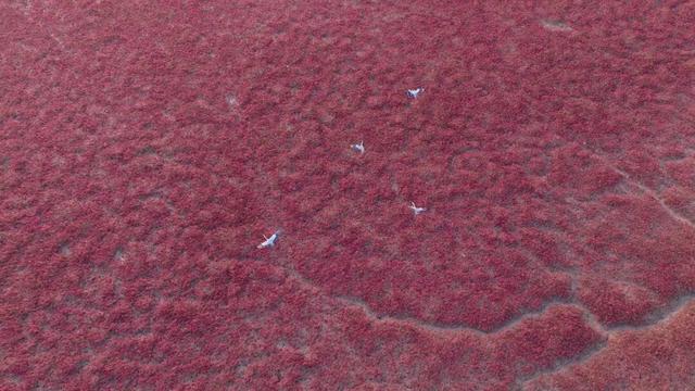 南海新区红海滩入诗入画