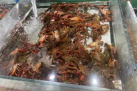 吸溜~小龙虾快到碗里来！昆明市场最低只卖28元/公斤图片