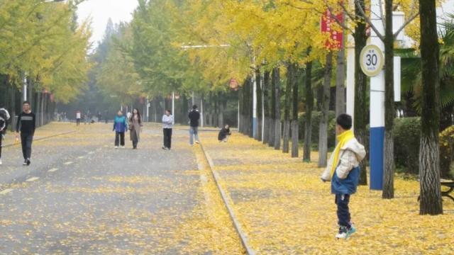 银杏大道迎来最佳观赏季