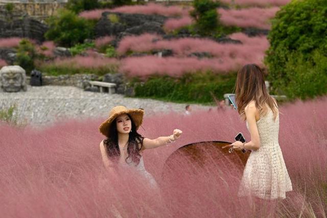 重庆酉阳：粉黛花海醉游人
